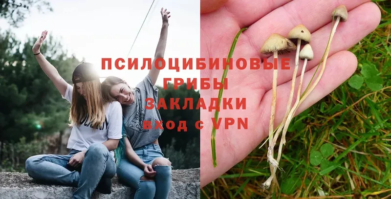 Псилоцибиновые грибы MAGIC MUSHROOMS  Богородицк 